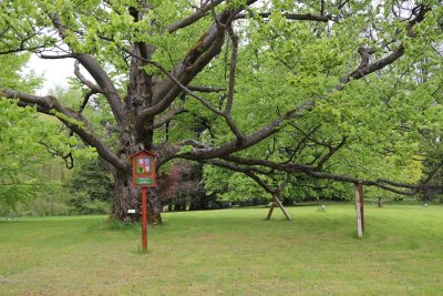 Fagus sylvatica -buk lesní (19) - památný strom